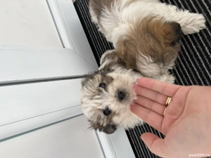 Pui Bichon Havanez  - imagine 3