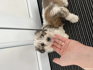 Pui Bichon Havanez  - imagine 2