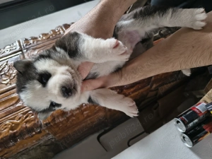 Căței husky siberian 