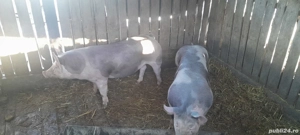 grasuni pietrean  - imagine 4