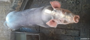 grasuni pietrean  - imagine 3