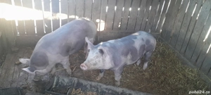 grasuni pietrean  - imagine 2