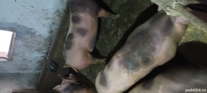 porci de vanzare 