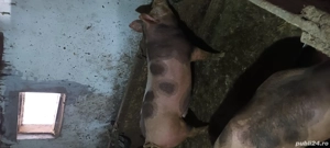 porci de vanzare  - imagine 3