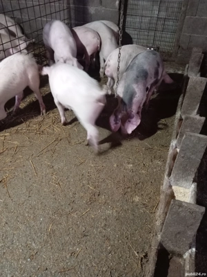 Vând purcei  - imagine 4