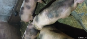 porci de vanzare  - imagine 2