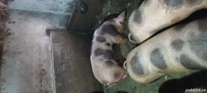 porci de vanzare  - imagine 4