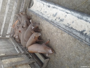 de vanzare grasunasi duroc rasa pura 3 mascuri si 7 purcele 