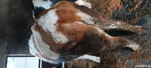 junci de vanzare - imagine 3