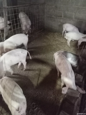 Vând purcei  - imagine 2