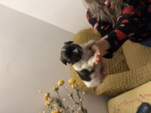 Cățel talie mica bichon  - imagine 3