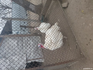 curcani de curte - imagine 2