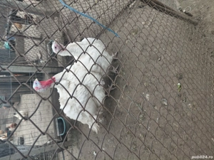 curcani de curte - imagine 3