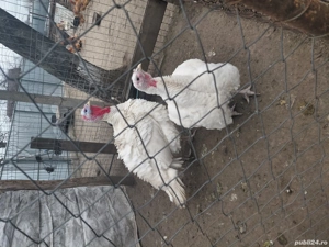 curcani de curte - imagine 4