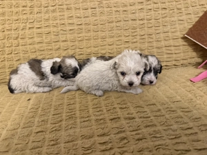 Cățel talie mica bichon  - imagine 5