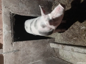 Porc de vanzare  - imagine 3