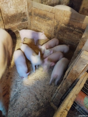 Purcei de vânzare  - imagine 3