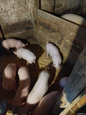 Purcei de vânzare  - imagine 2