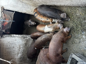 Șoldani 30-35 kg - imagine 3