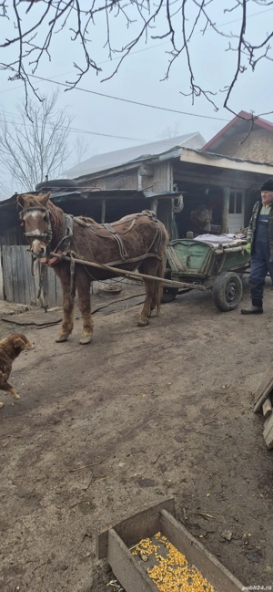 De vanzare - imagine 2