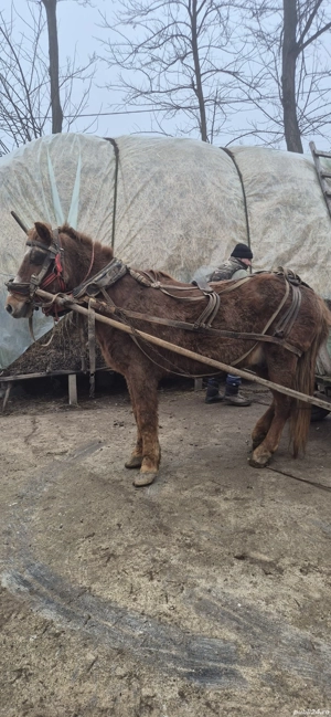 De vanzare - imagine 5