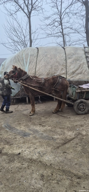 De vanzare - imagine 3