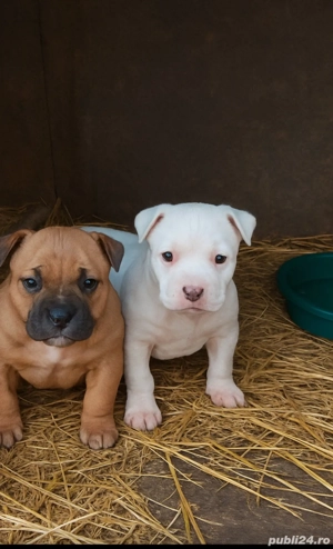  pui Amstaff parinti originali