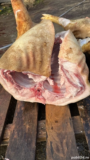 vand porci intre 100-140 de kg  - imagine 4