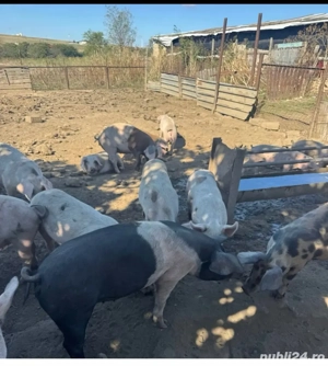 vand porci intre 100-140 de kg 