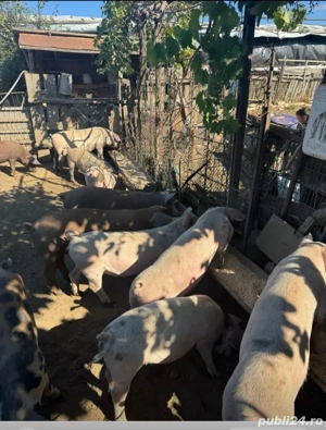 vand porci intre 100-140 de kg  - imagine 2