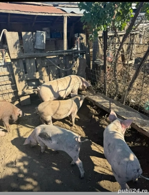 vand porci intre 100-140 de kg  - imagine 3