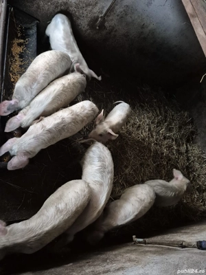 Vând purcei  - imagine 3