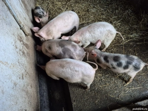 Vând purcei  - imagine 2