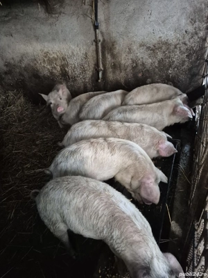 Vând purcei  - imagine 5