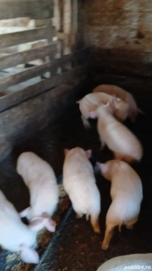 Vând purceluși  marele alb  - imagine 3