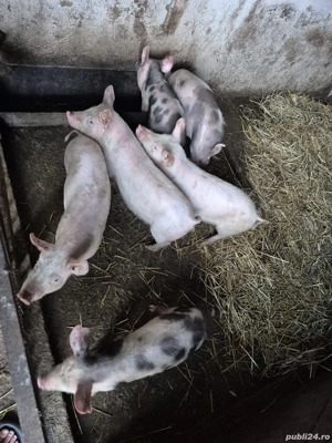 Vând purcei  - imagine 4