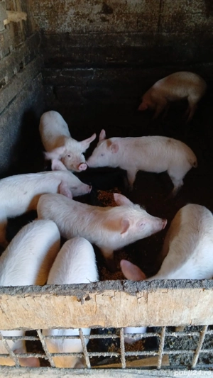 Vând purceluși  marele alb  - imagine 2