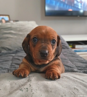 Catelusa Teckel - imagine 2