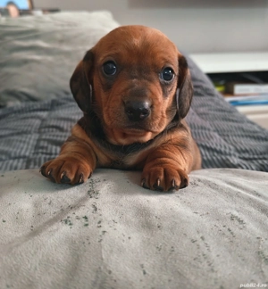 Catelusa Teckel - imagine 3