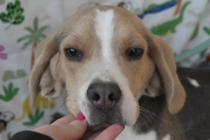 Pui Beagle mascul, culoare blue and tan