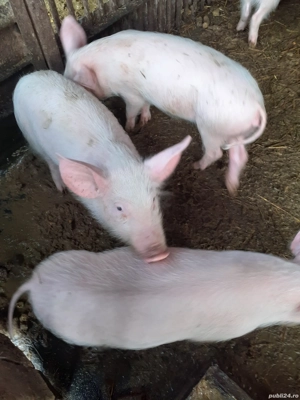 Purcei proțap - imagine 4