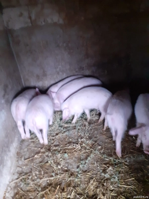 Purcei proțap - imagine 3