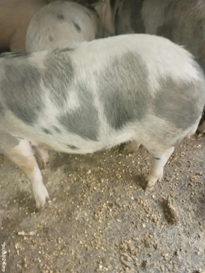 Vând porci pt sacficat crescuți natural  - imagine 3