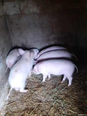 Purcei proțap - imagine 2