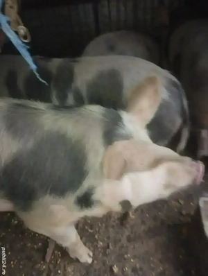 Vând porci pt sacficat crescuți natural  - imagine 5