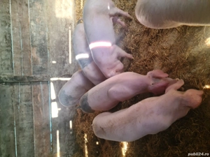 Landrace marele alb scrofite  - imagine 4