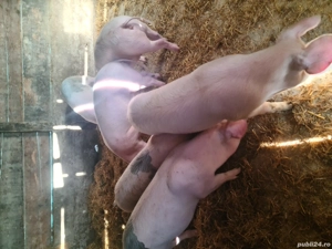 Landrace marele alb scrofite  - imagine 3