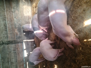 Landrace marele alb scrofite  - imagine 2