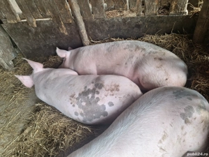 Vând porcii - imagine 2