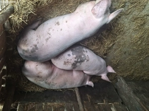 Vând porcii - imagine 3